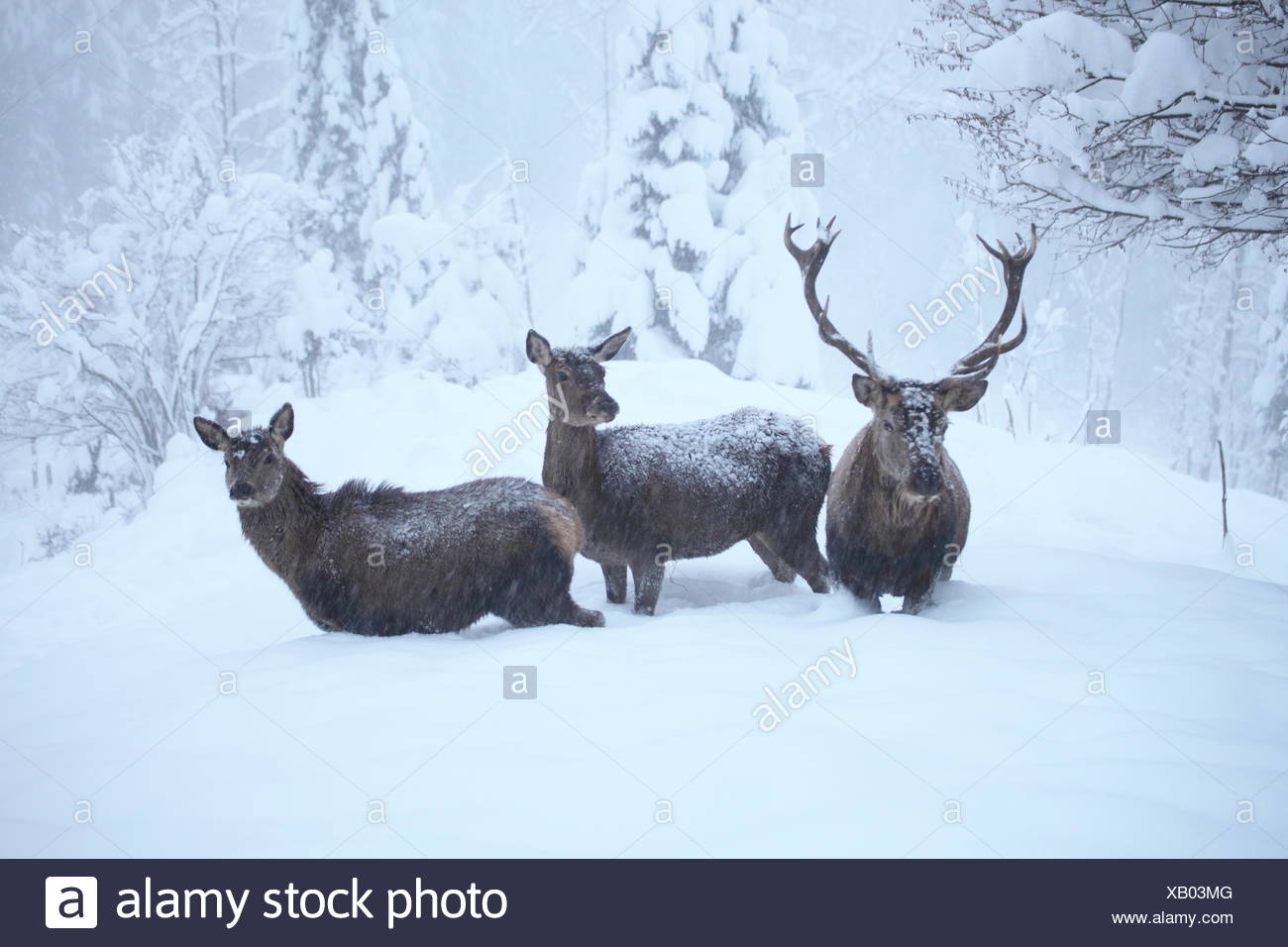 Hirschgruppe im Winter Stock Photo