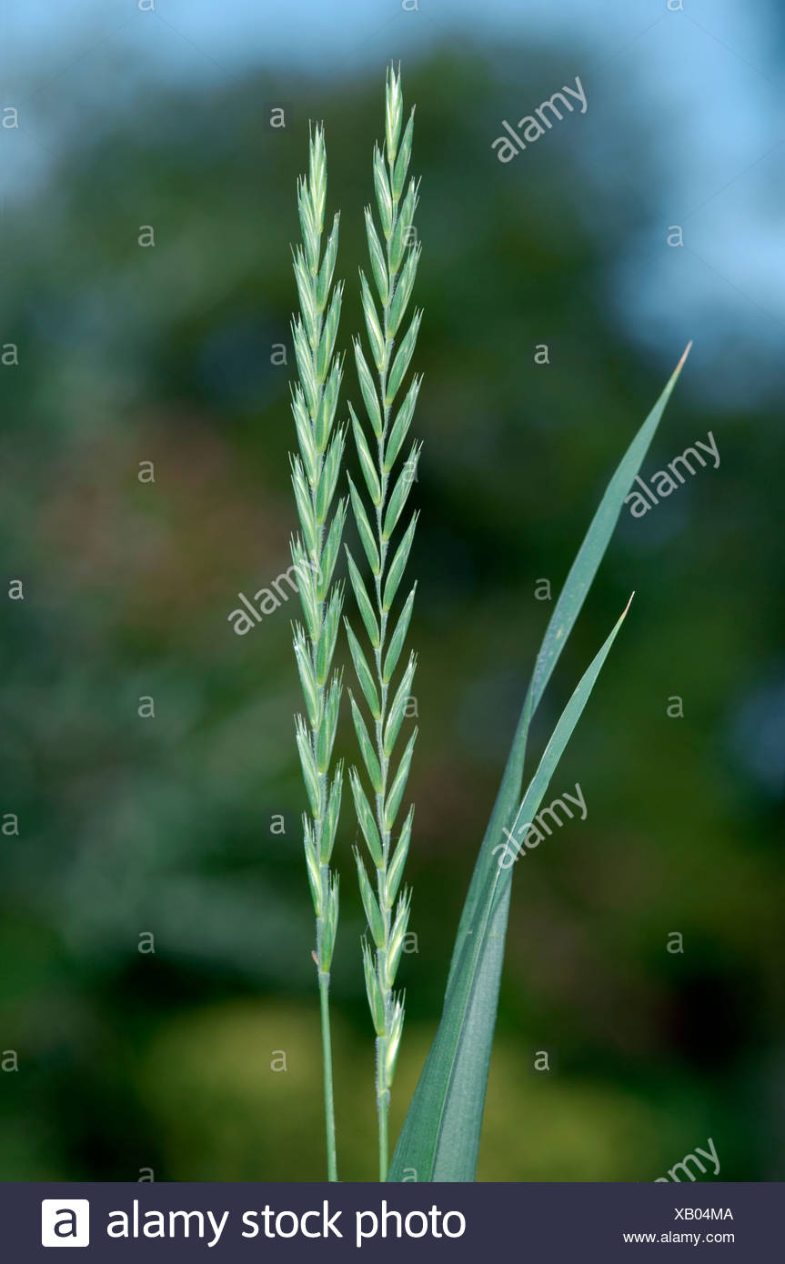 Common Couch Elymus Repens Stock Photo 282130810 Alamy