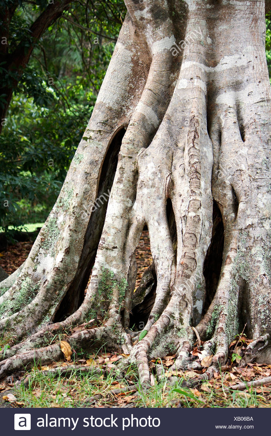 Fig Tree Roots Australia Stock Photos & Fig Tree Roots Australia Stock