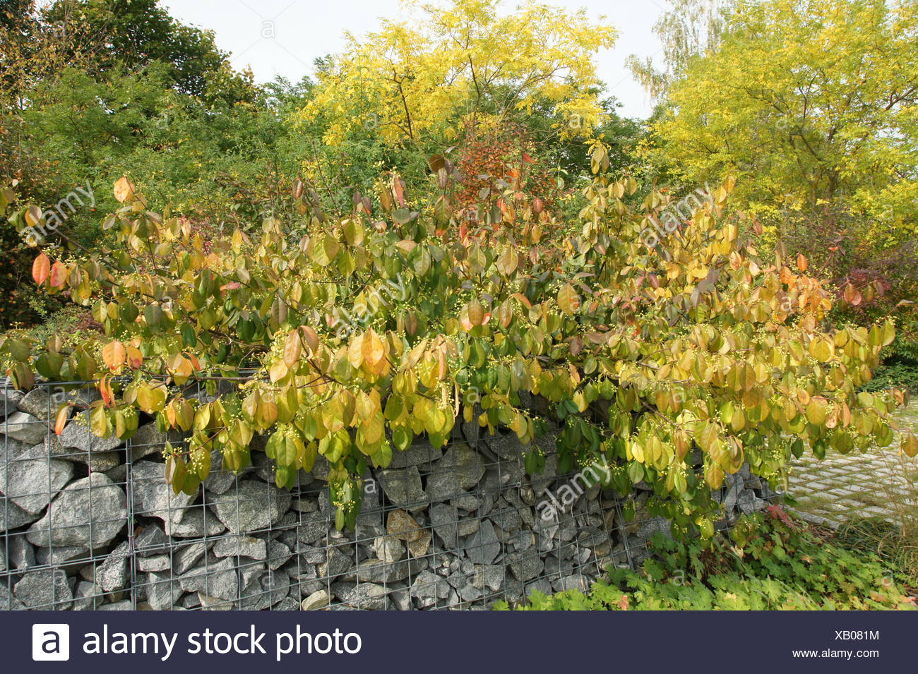 Find Some Euonymus For Your Garden