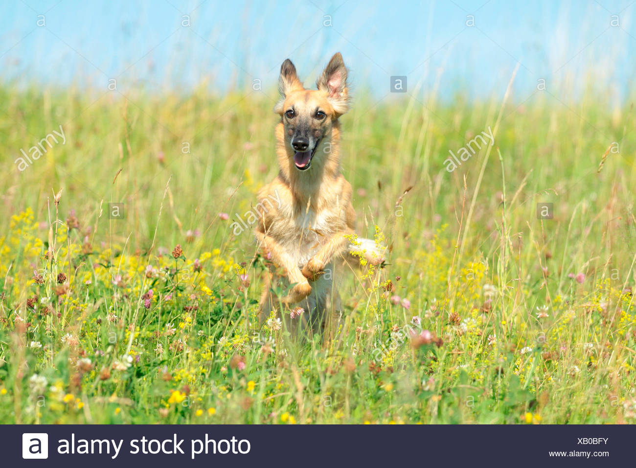 Whippet Running Stock Photos Whippet Running Stock Images Alamy