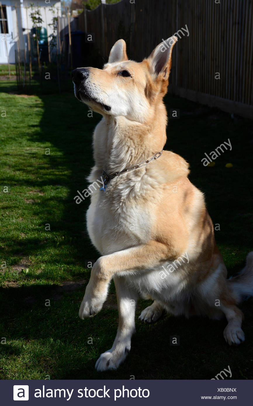 all blonde german shepherd
