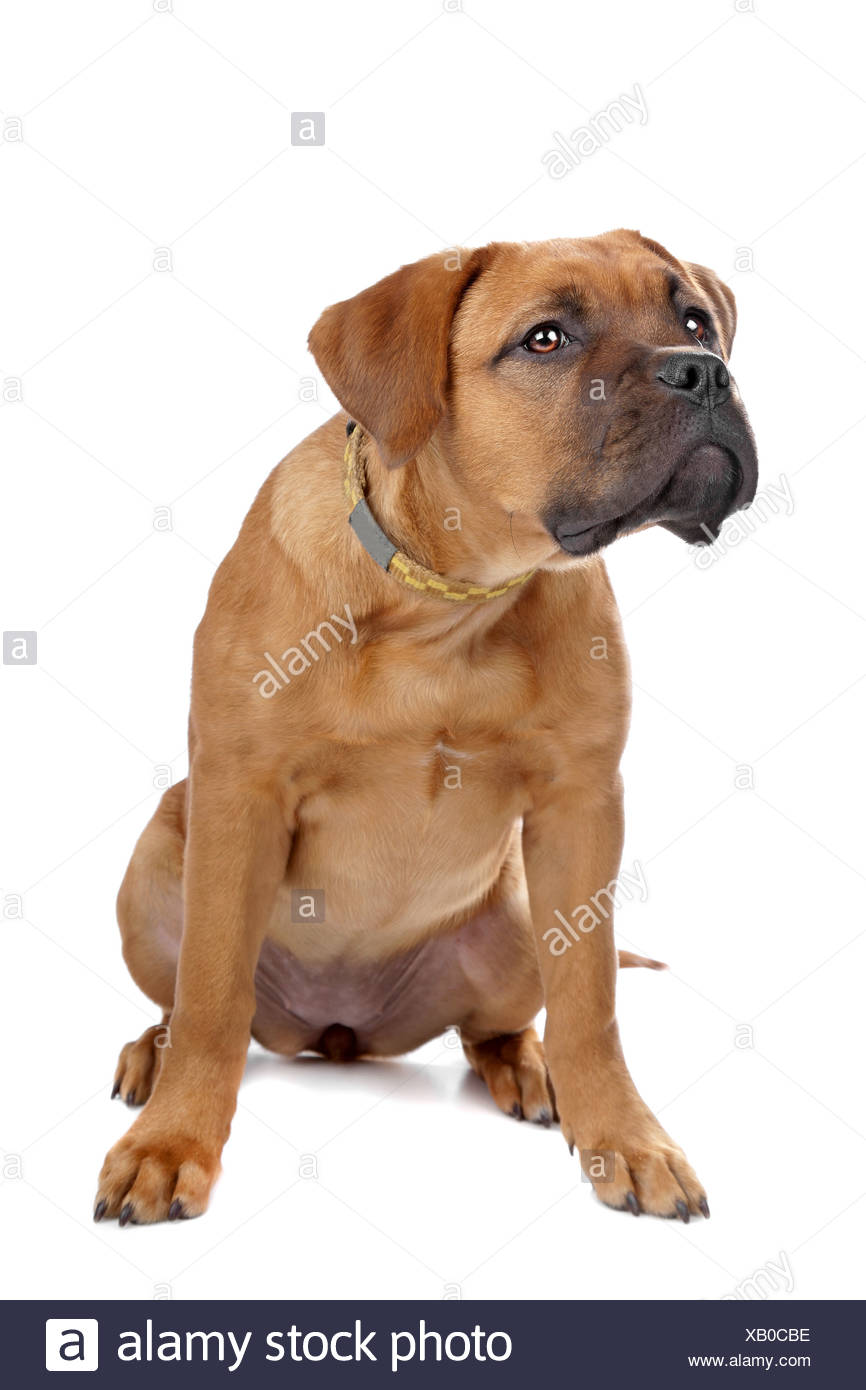 Breed Dogue De Bordeaux High Resolution Stock Photography And Images Alamy