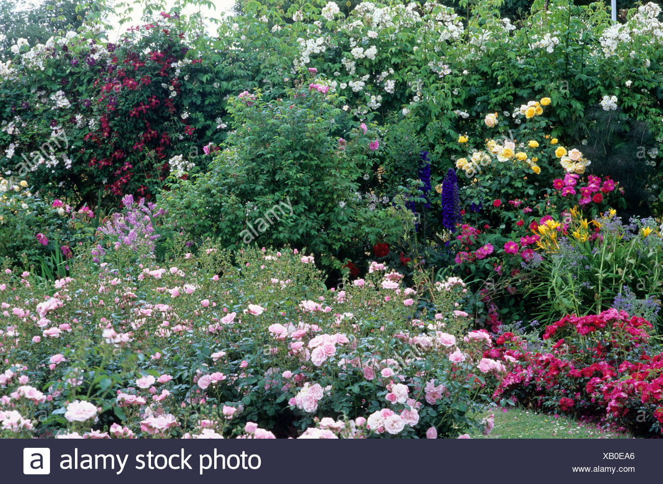 Rose Garden Gardens Rosa Bonica And Herbaceous Planting Roses