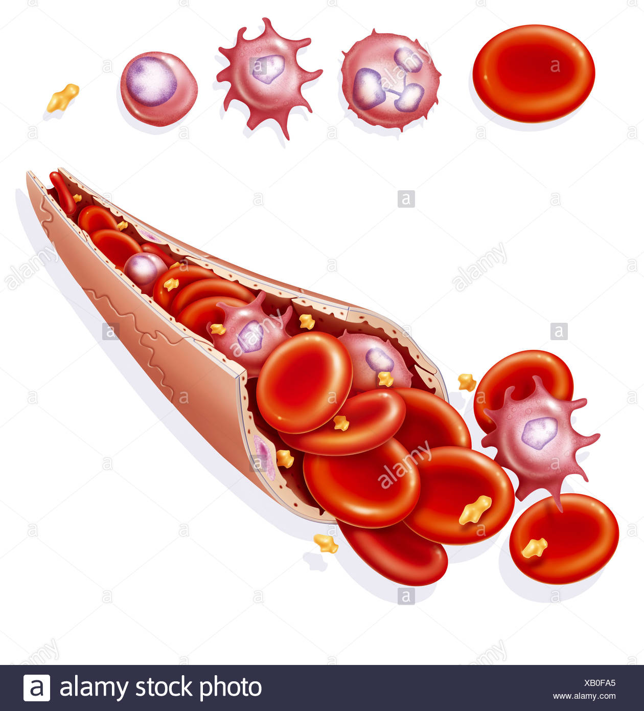 Red And White Blood Cells Diagram - Aflam-Neeeak