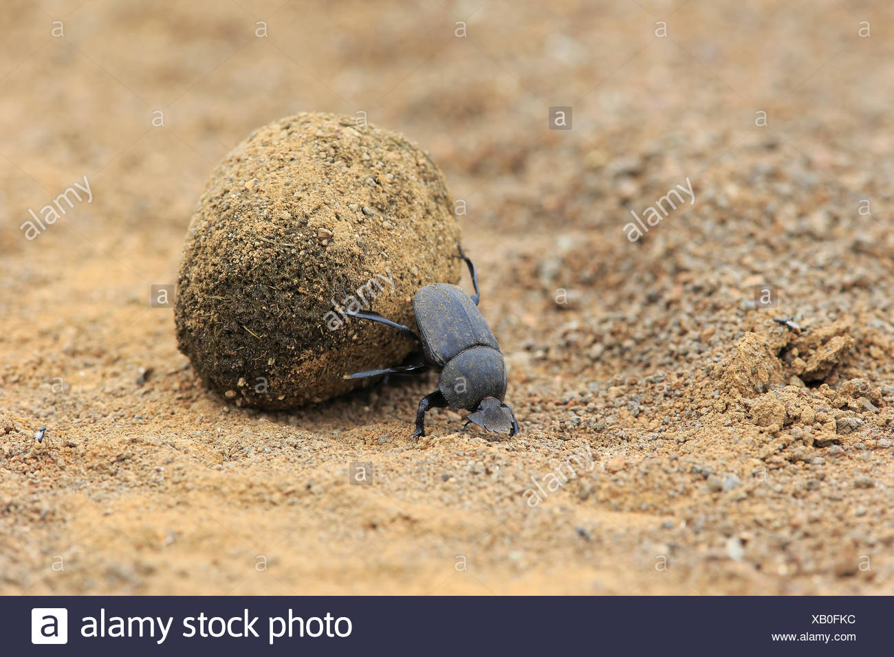 Dung Beetle Scarabaeus High Resolution Stock Photography and Images - Alamy