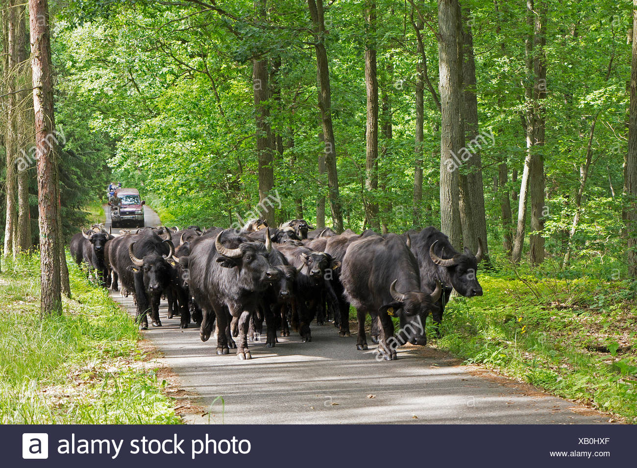 Automobile Buffalo High Resolution Stock Photography and Images - Alamy