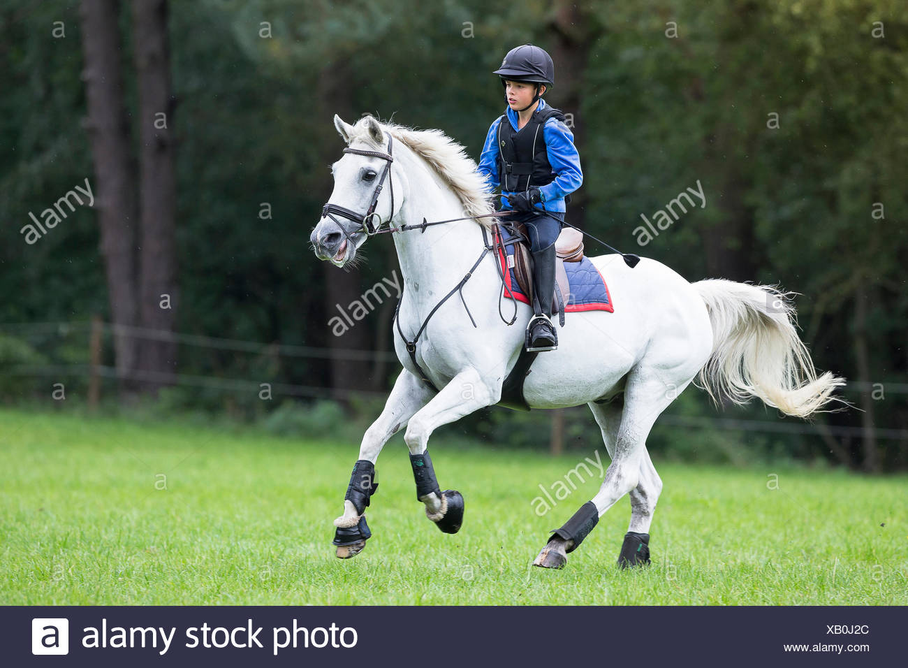 Download German Riding Pony Boy On A Gray Gelding Galloping During A Cross Country Ride Germany Stock Photo Alamy