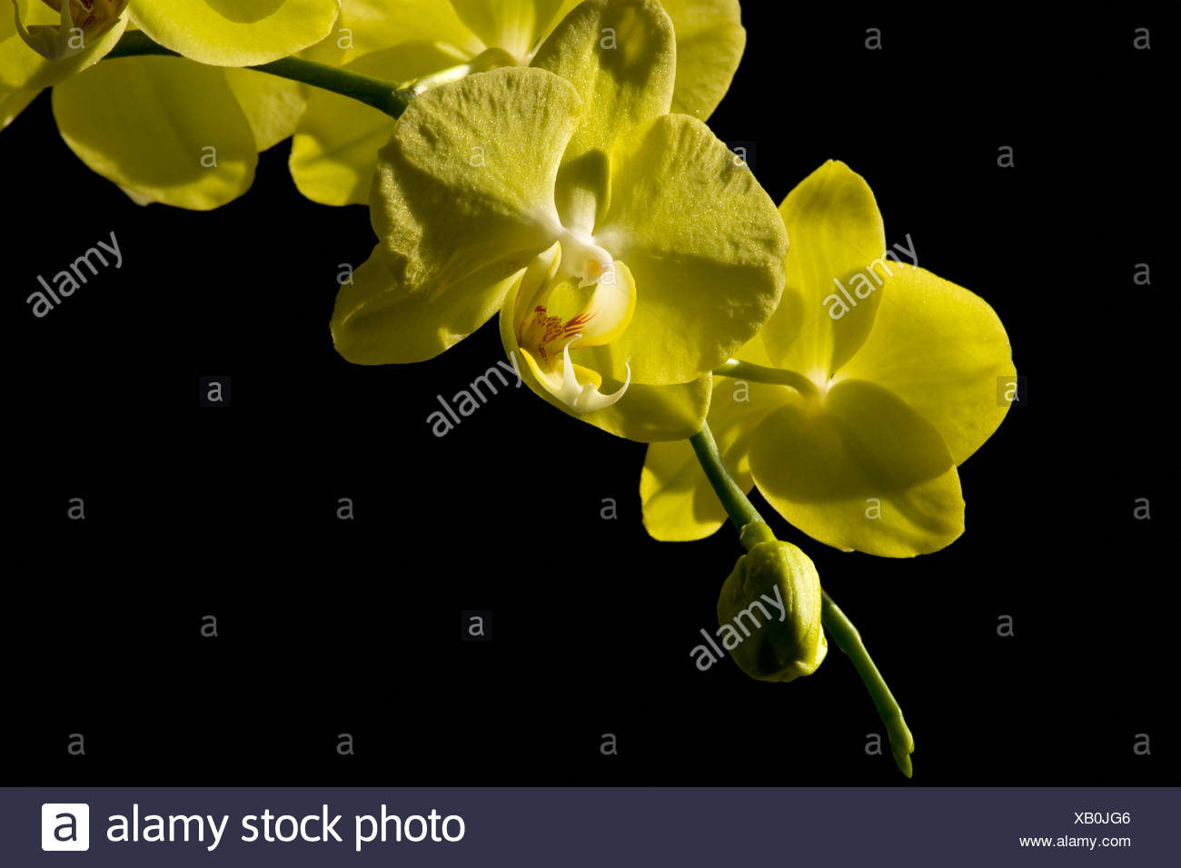 Yellow flowers on black background Stock Photo