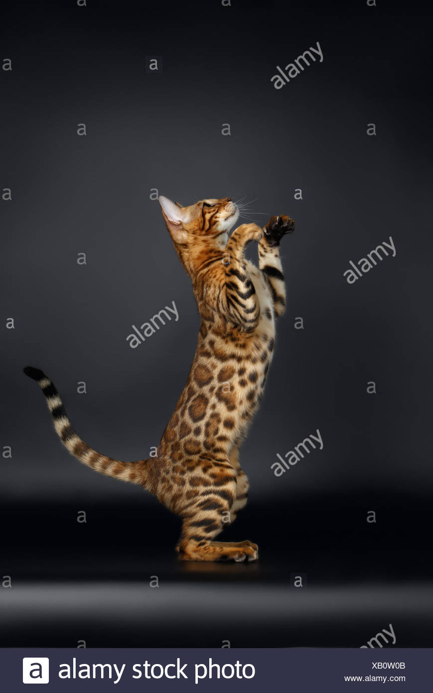 Licking Hind Legs High Resolution Stock Photography And Images Alamy Licking Hind Legs High Resolution Stock Photography And Images Alamy
