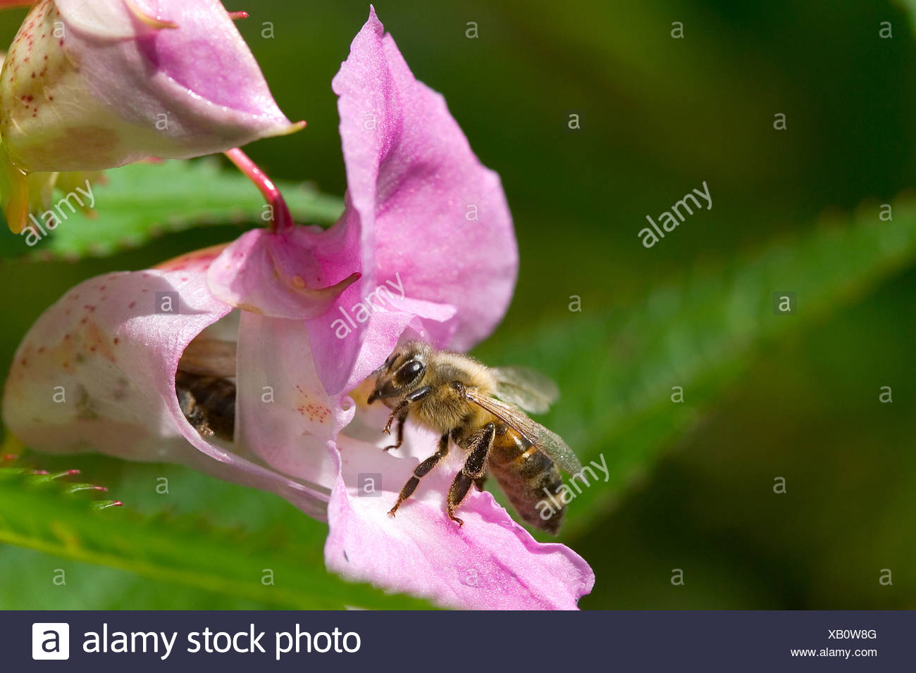 Bee at a blossom, Himalayan Balsam Stock Photo