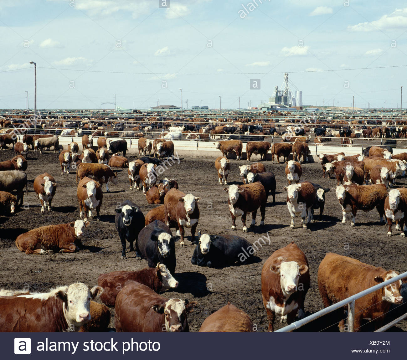 Cattle Feedlot Texas High Resolution Stock Photography and Images Alamy