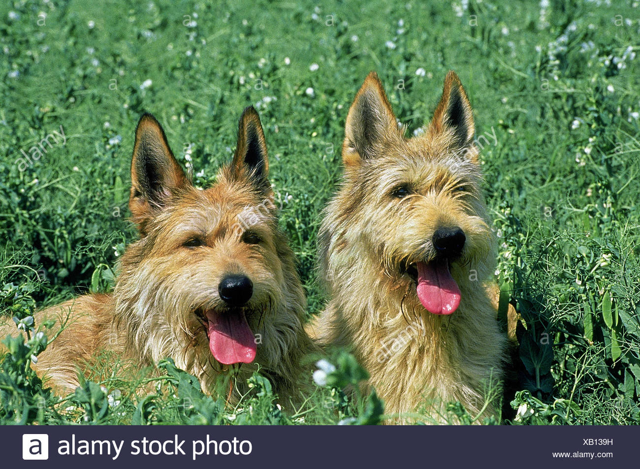 Page 10 Berger High Resolution Stock Photography And Images Alamy