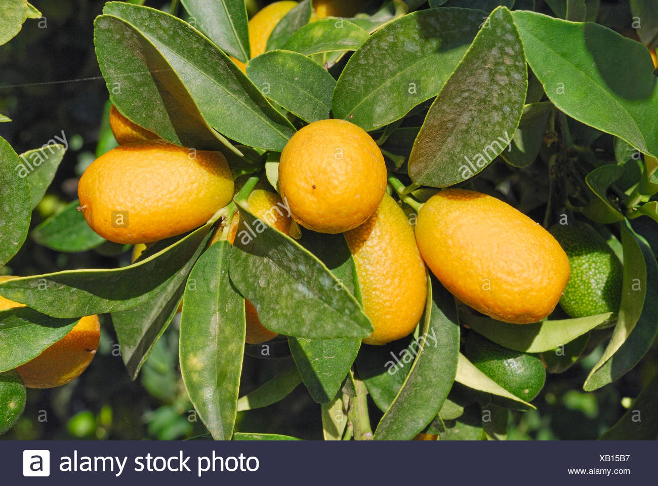 Citrus Orchard Stock Photos & Citrus Orchard Stock Images Alamy
