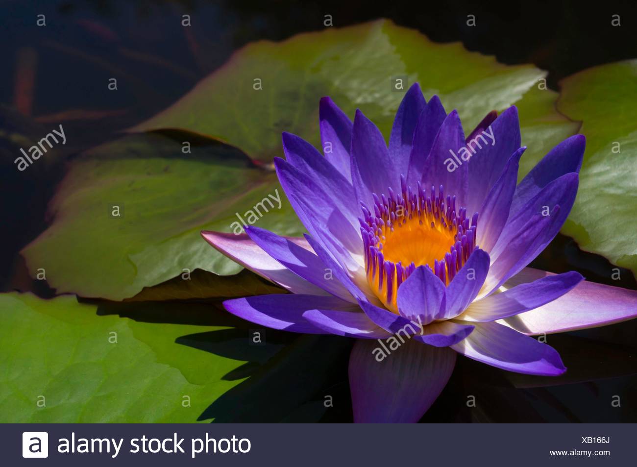 Water Lily In Austin Texas Botanical Garden Stock Photo