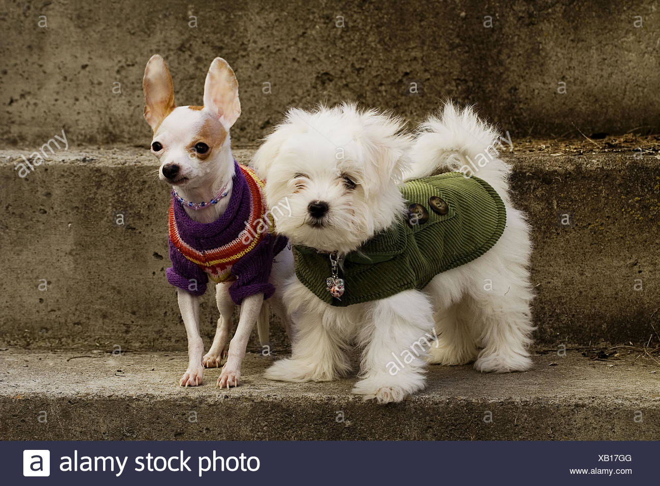 Maltese Poodle Chihuahua Off 74 Www Usushimd Com