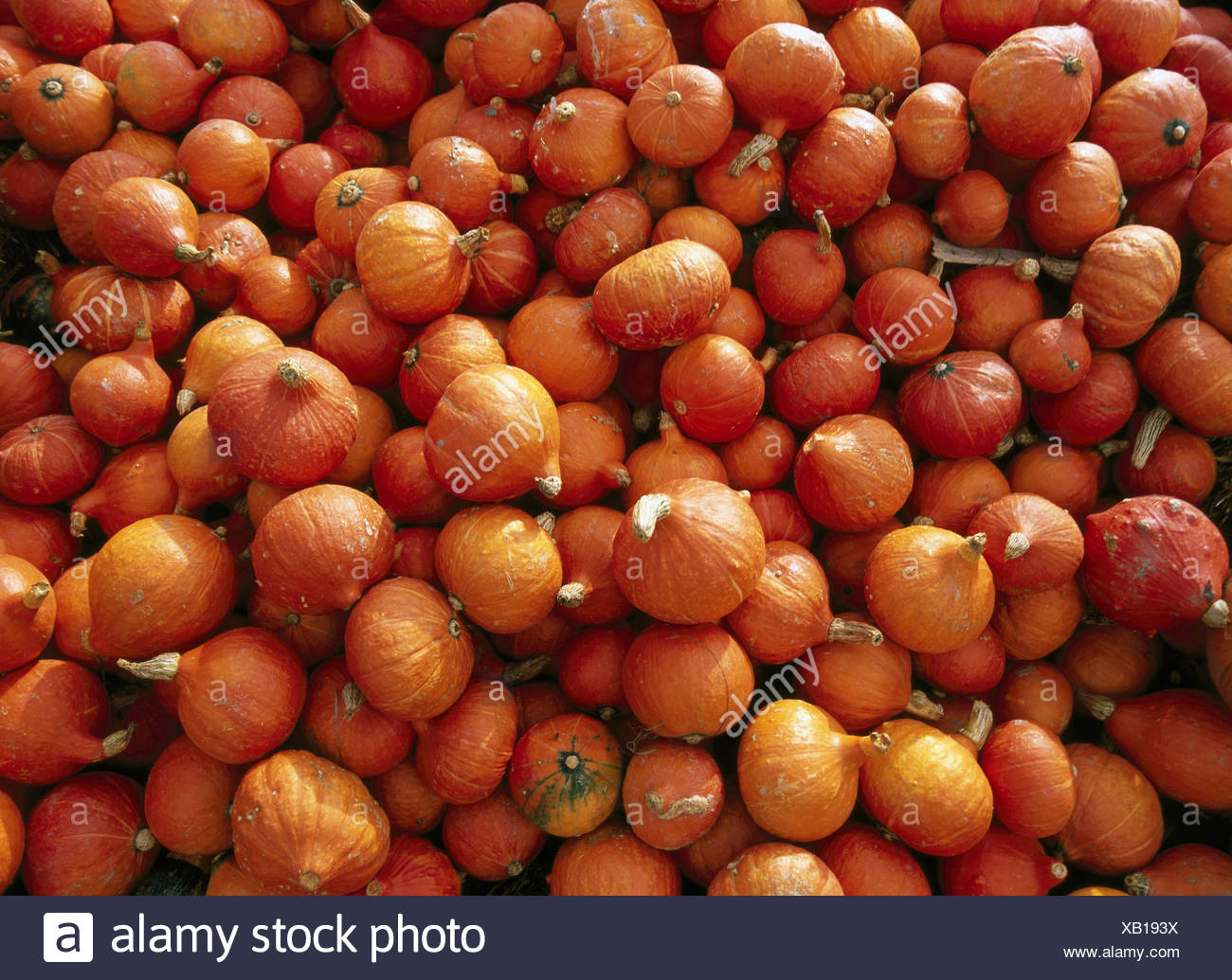 Pepo Berry Fruits Stock Photos & Pepo Berry Fruits Stock Images Alamy