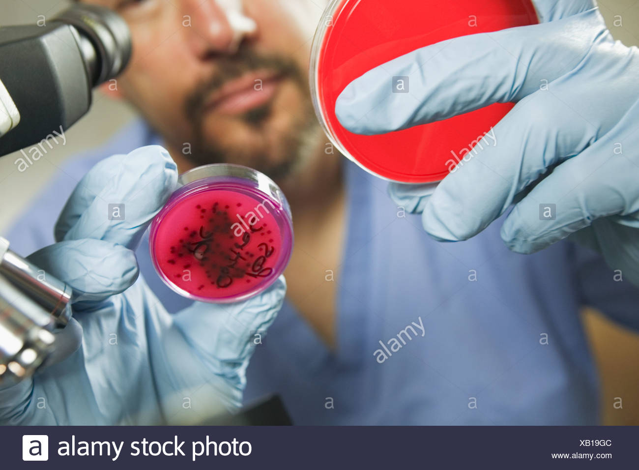 Bacteria Colony High Resolution Stock Photography and Images Alamy