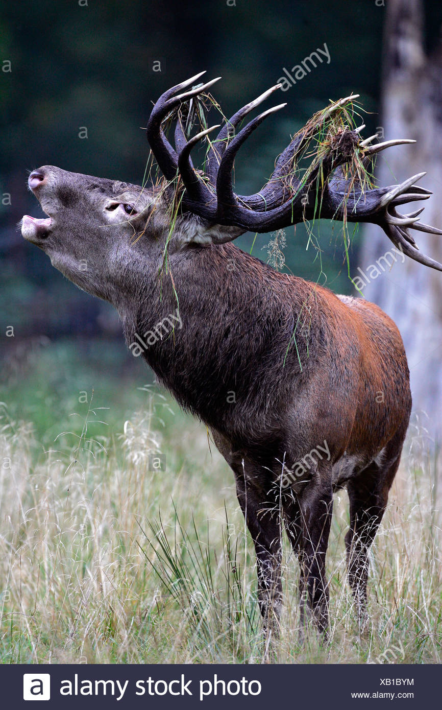 Belling red stag during the rut - red deer in heat - male (Cervus elaphus) Stock Photo