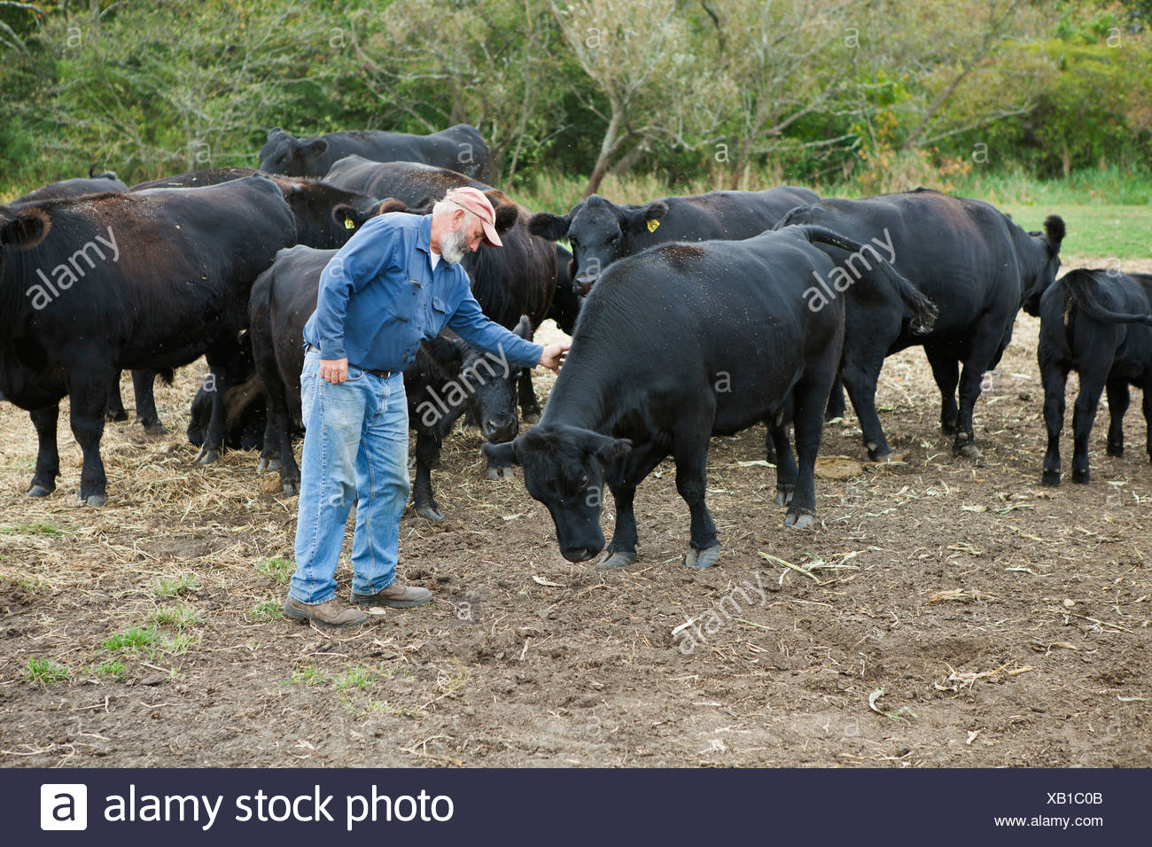 Beef Producers Stock Photos & Beef Producers Stock Images Alamy