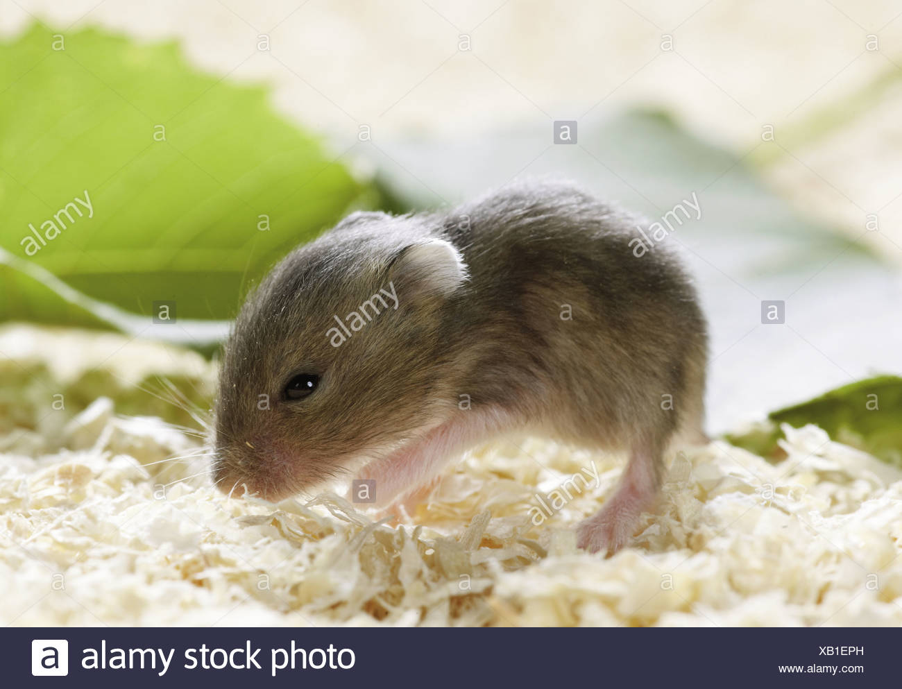 hungarian dwarf hamster