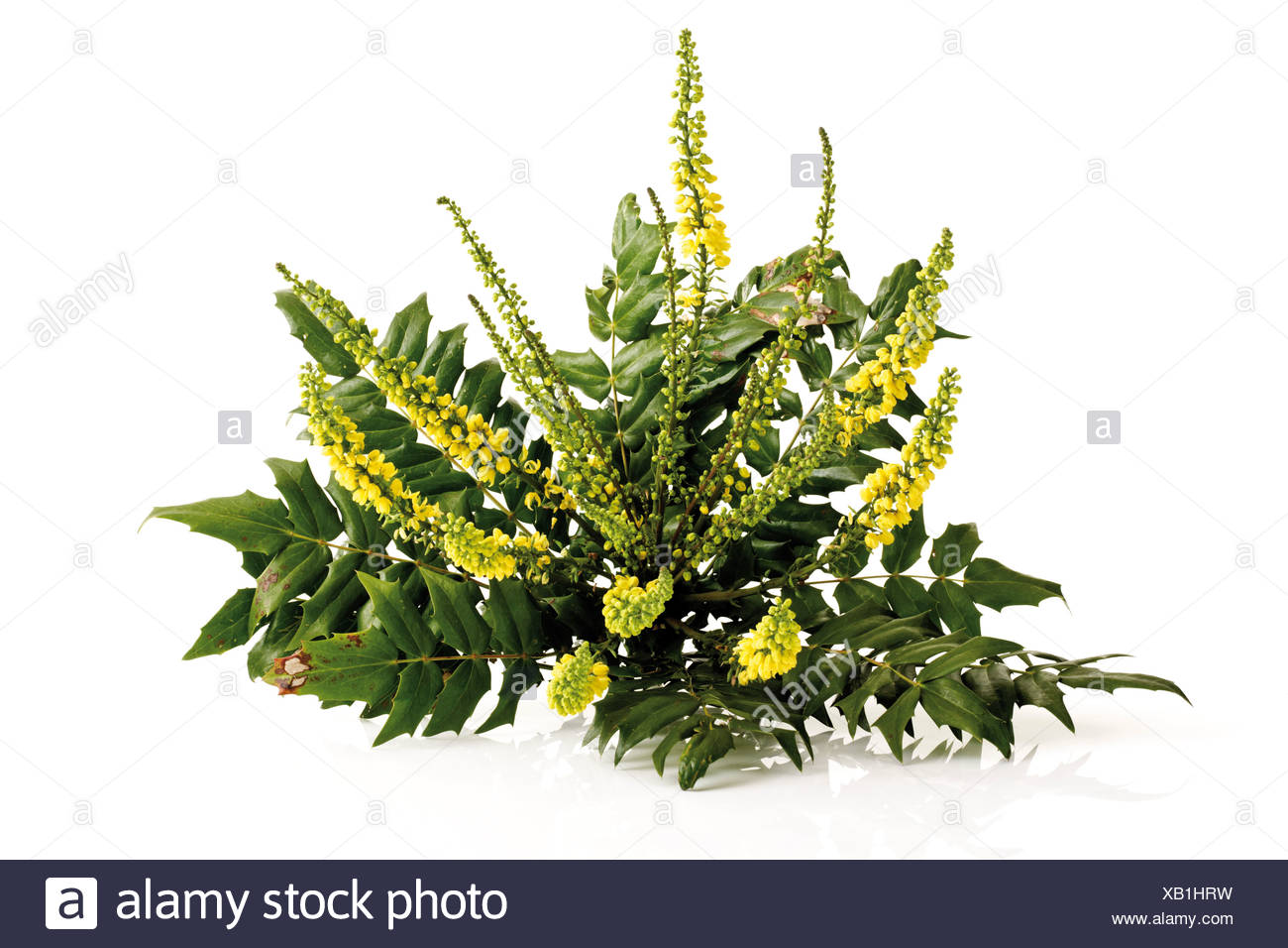 Methow Valley Herbs Photo Friday Oregon Grape Root