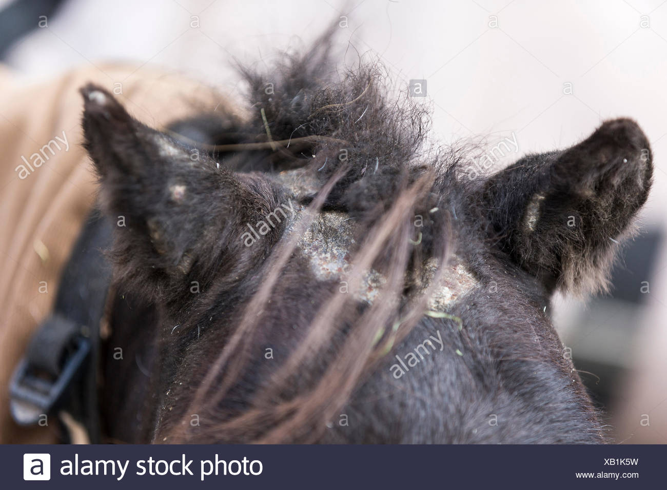Sweet Itch Horse Stock Photos & Sweet Itch Horse Stock Images Alamy