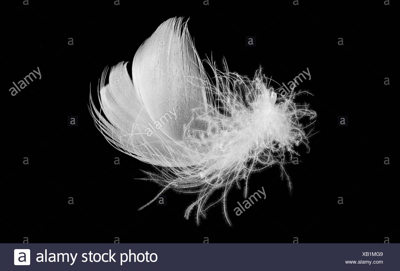 Downy Feather High Resolution Stock Photography and Images Alamy