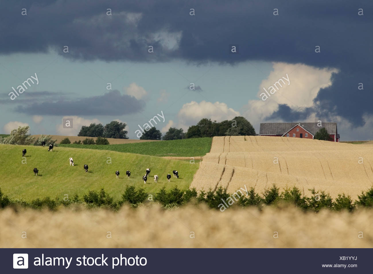 Cows on the Swedish countryside Bara Skane Sweden Stock Photo ...