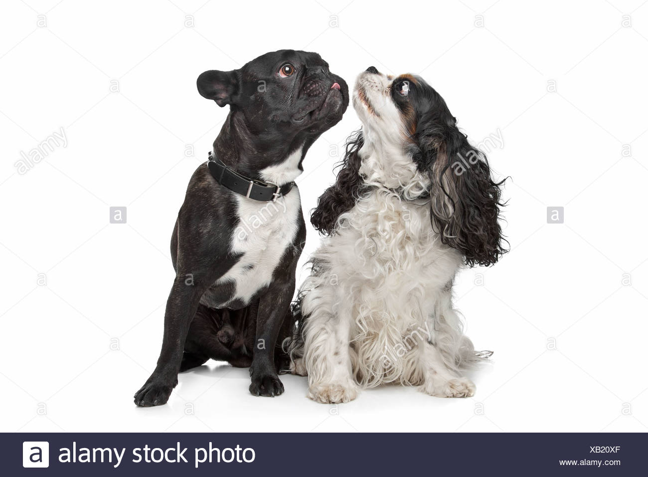 french bulldog and cavalier king charles