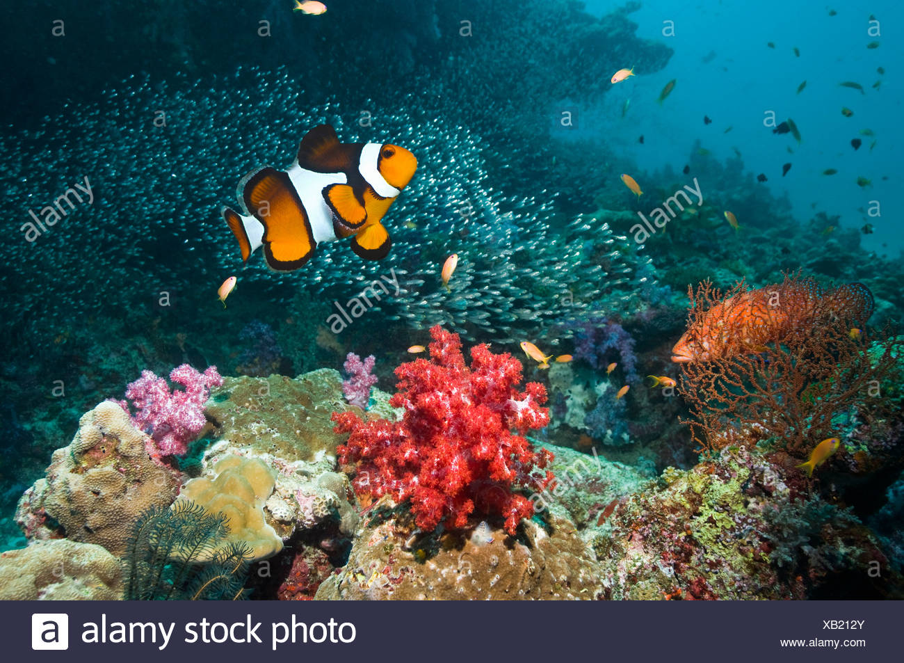 Clown anemonefish and Coral hind over coral reef with soft corals. Andaman Sea, Thailand. Stock Photo
