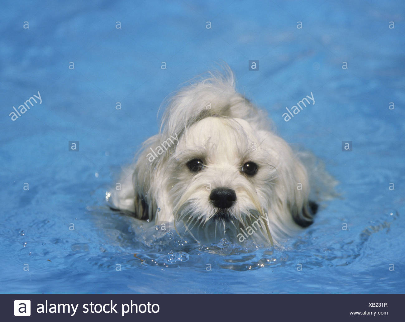 do havanese swim