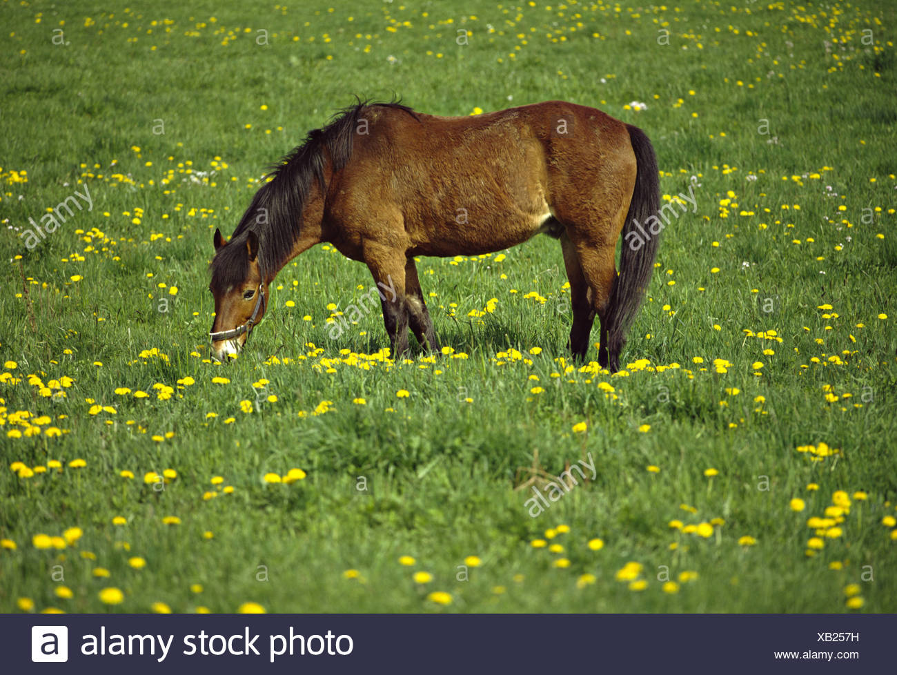 Willow Horse High Resolution Stock Photography and Images Alamy