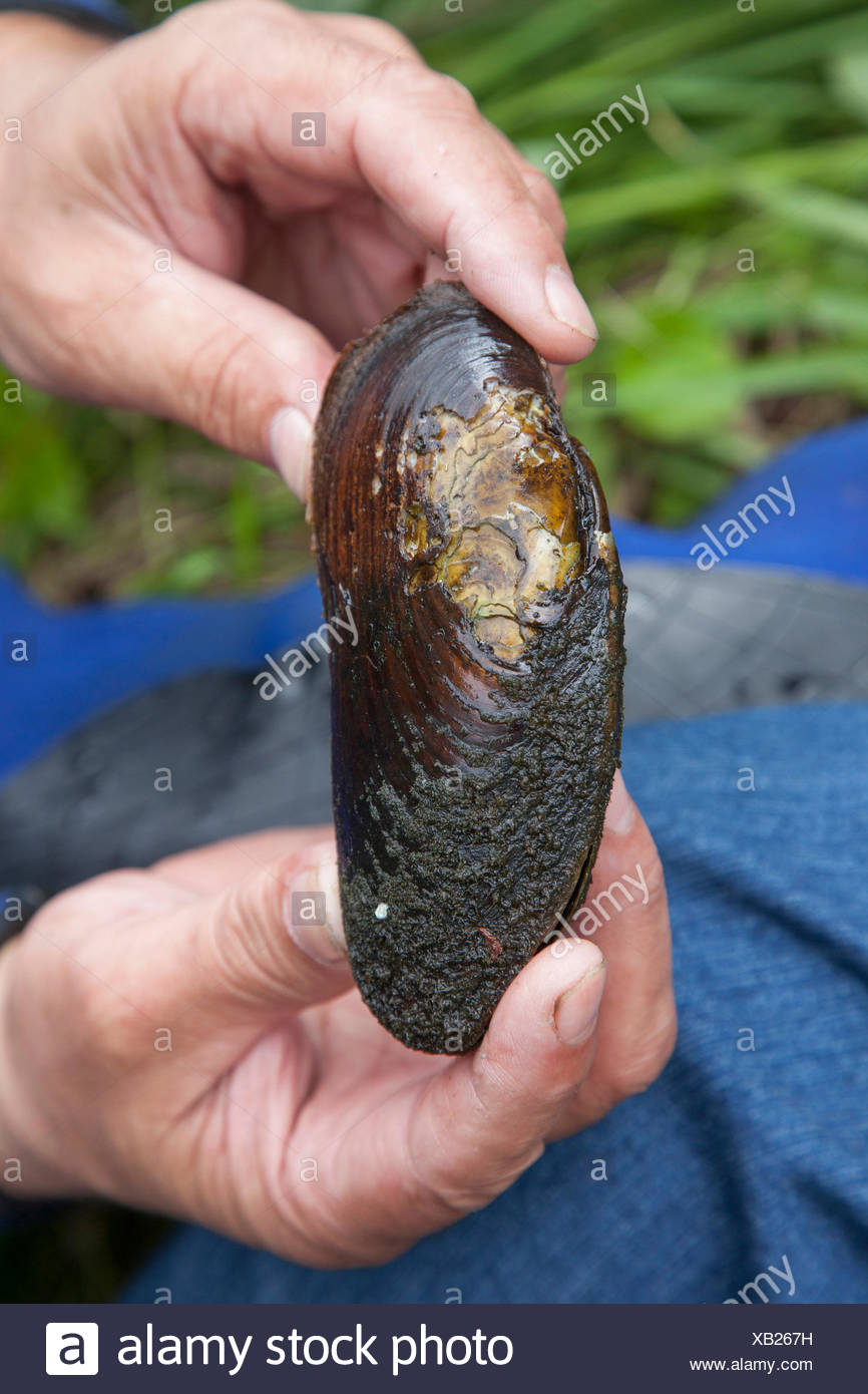 Freshwater Pearl Mussels High Resolution Stock Photography and Images