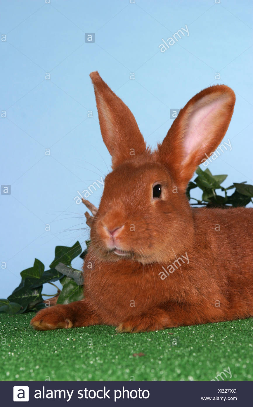 Kaninchen Liegen High Resolution Stock Photography and Images Alamy