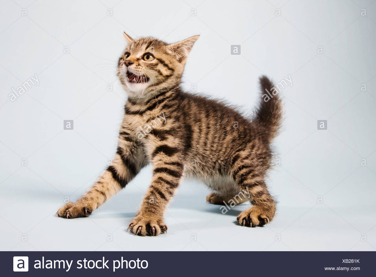 Scared kitten Stock Photo 282177327 Alamy
