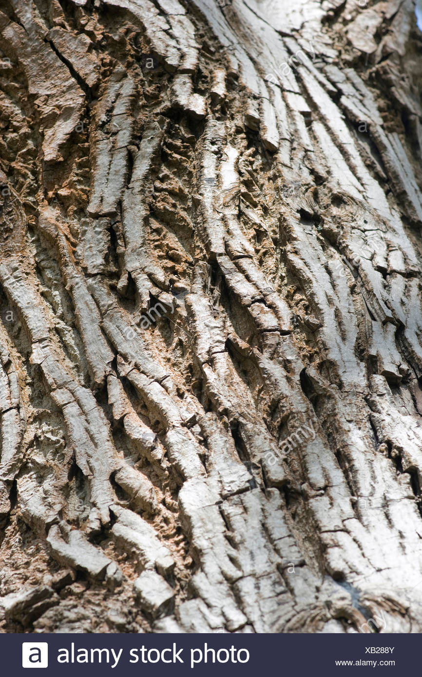 Walnut Tree Bark High Resolution Stock