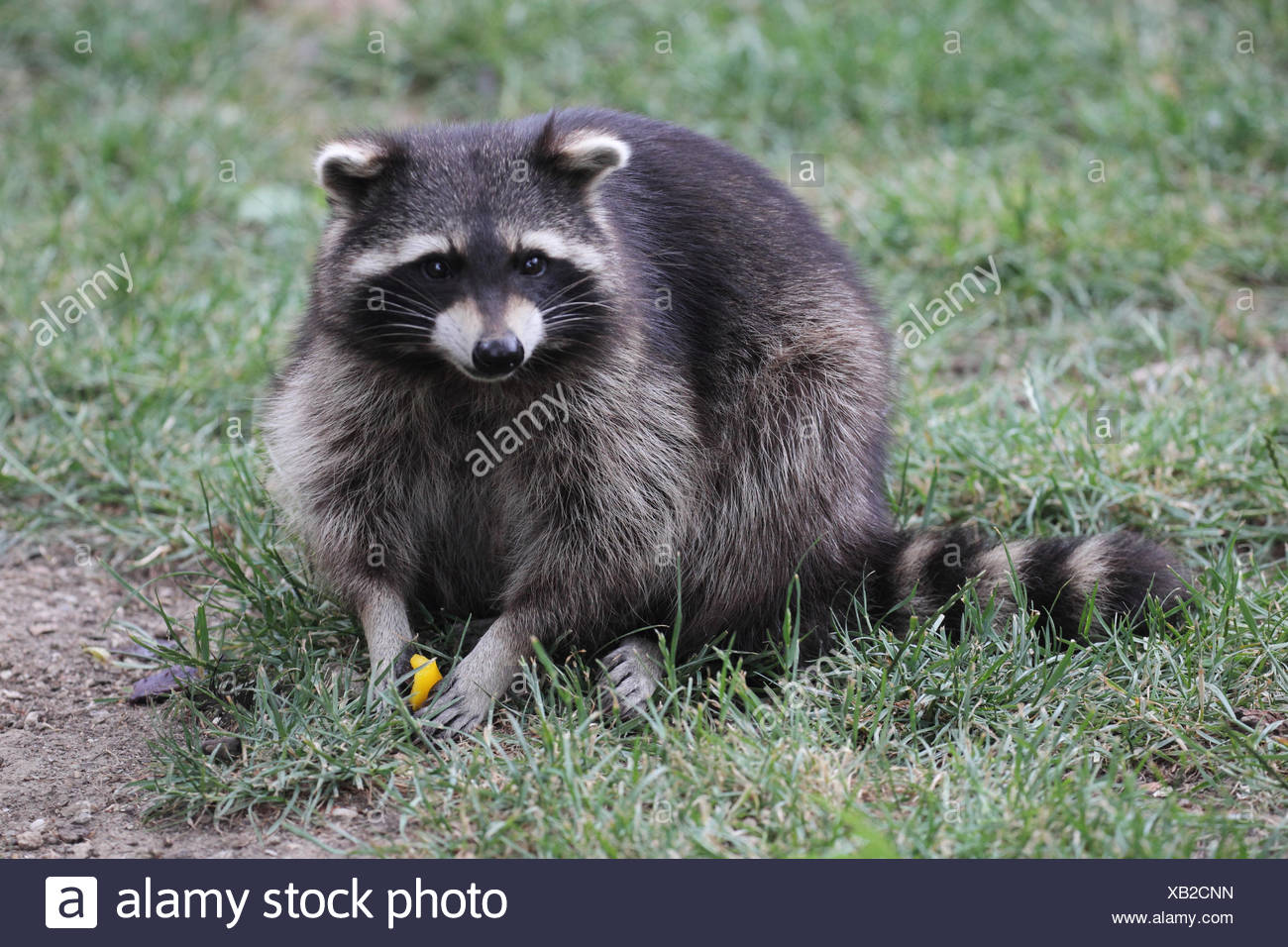 Ornery Racoon Racoon High Resolution Stock Photography and Images - Alamy