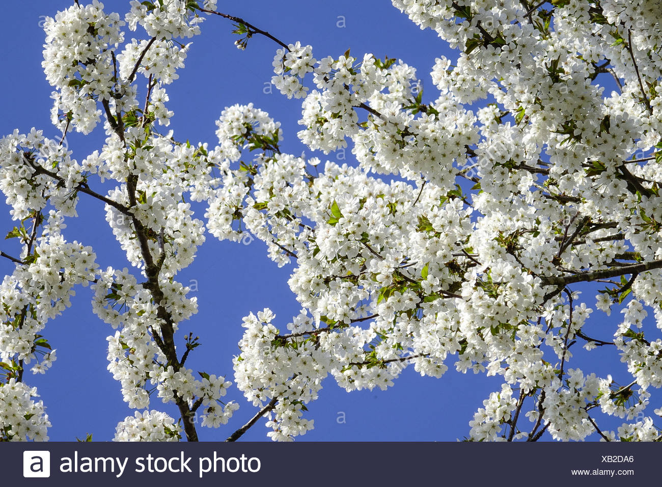 Blühender Baum Im Frühling High Resolution Stock Photography and Images