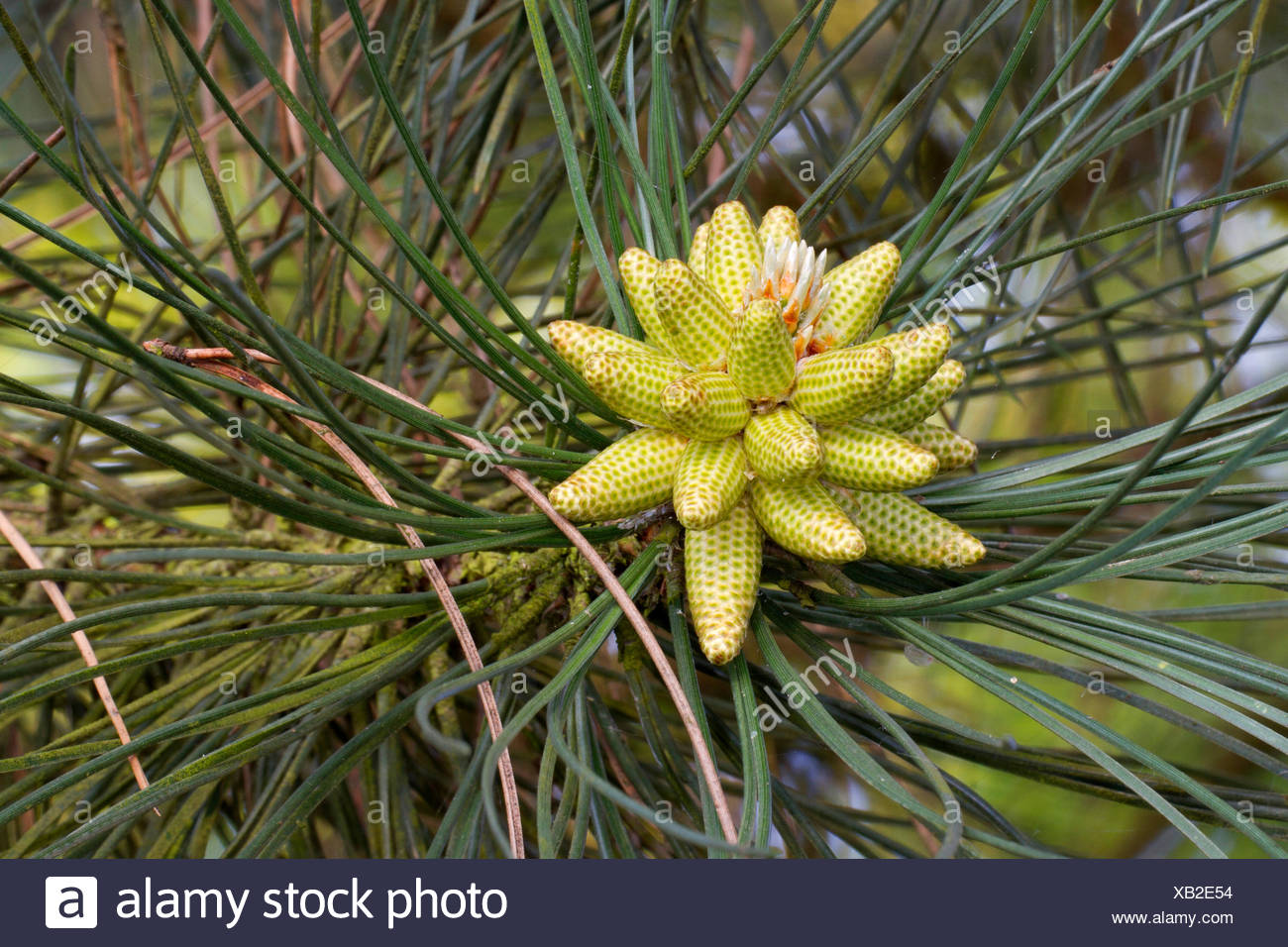 Corsican Pine Pinus Nigra Stock Photos & Corsican Pine Pinus Nigra ...