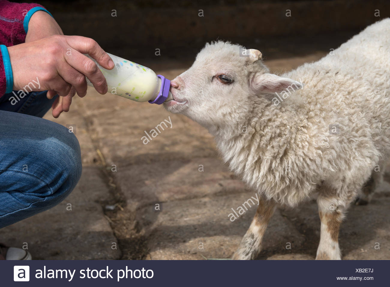 Lamb Bottle Feeding Chart