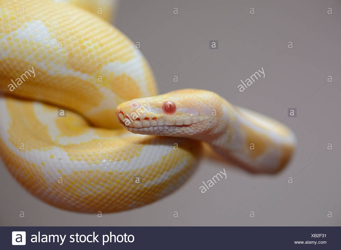 Indian Constrictor Snake High Resolution Stock Photography and Images ...