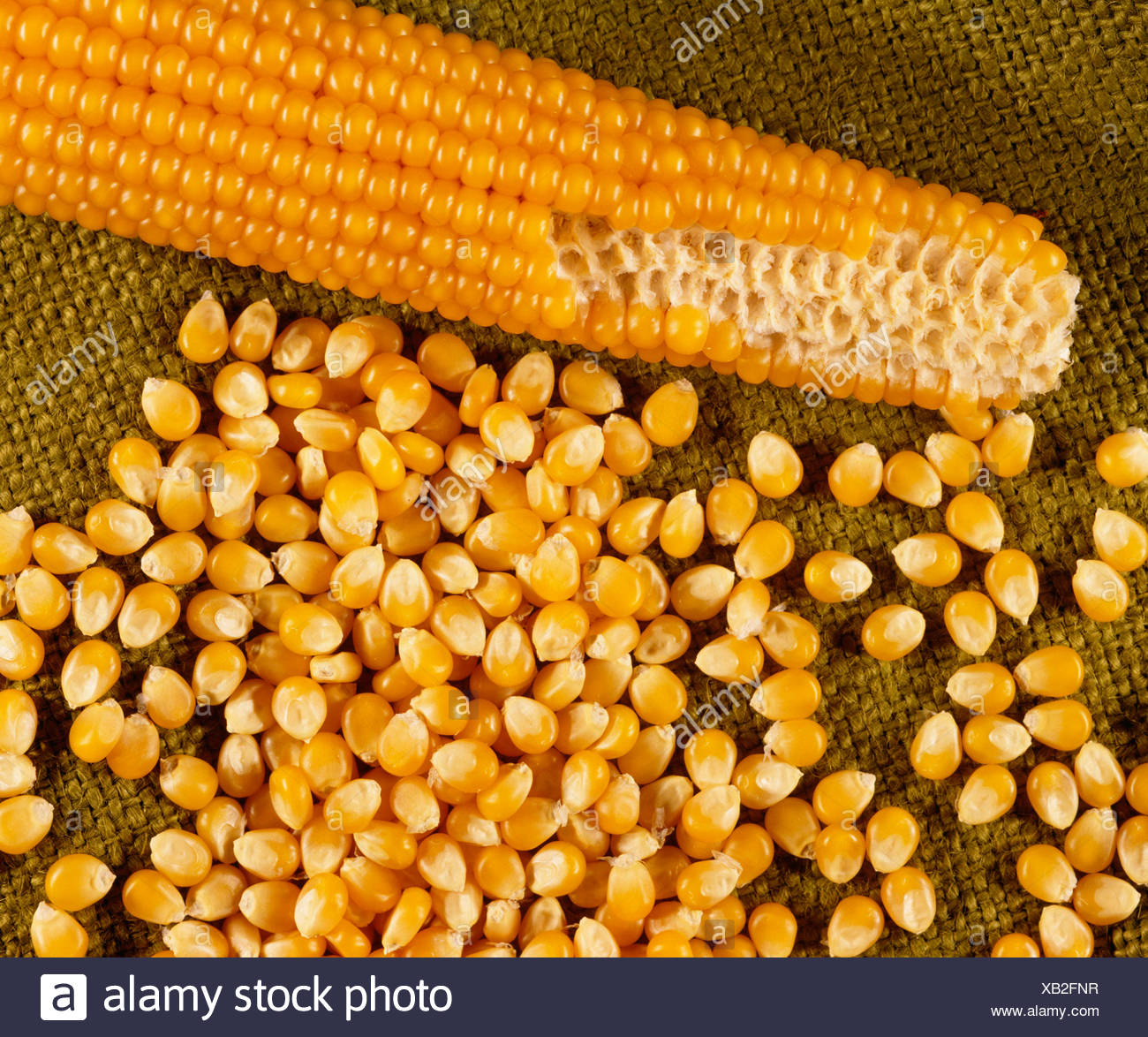 POPCORN, PEARL TYPE (ZEA MAYS EVERTA 