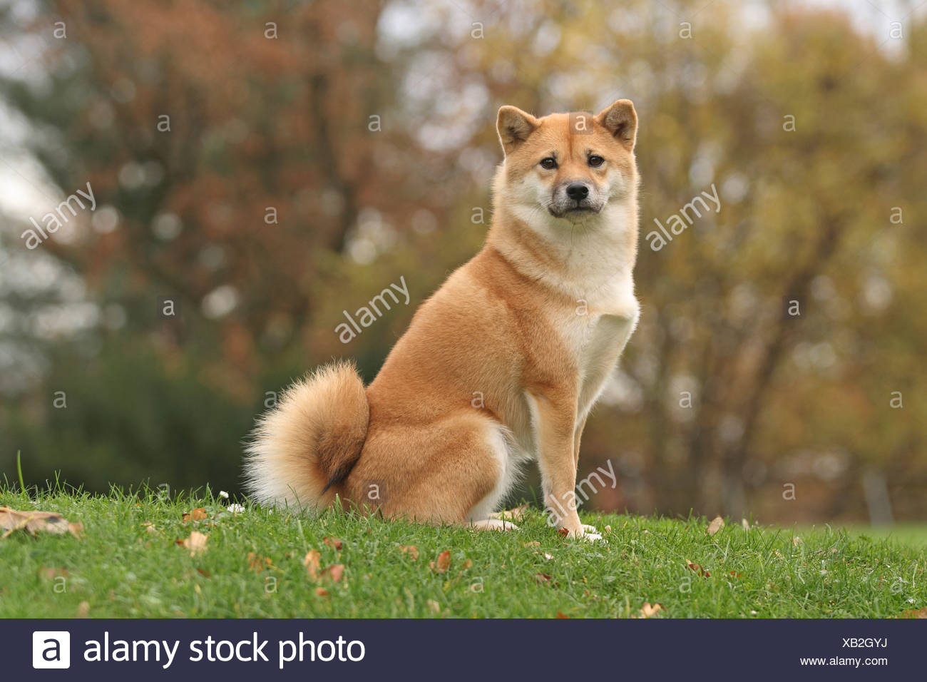 Shiba Inu Japan Stock Photos Shiba Inu Japan Stock Images