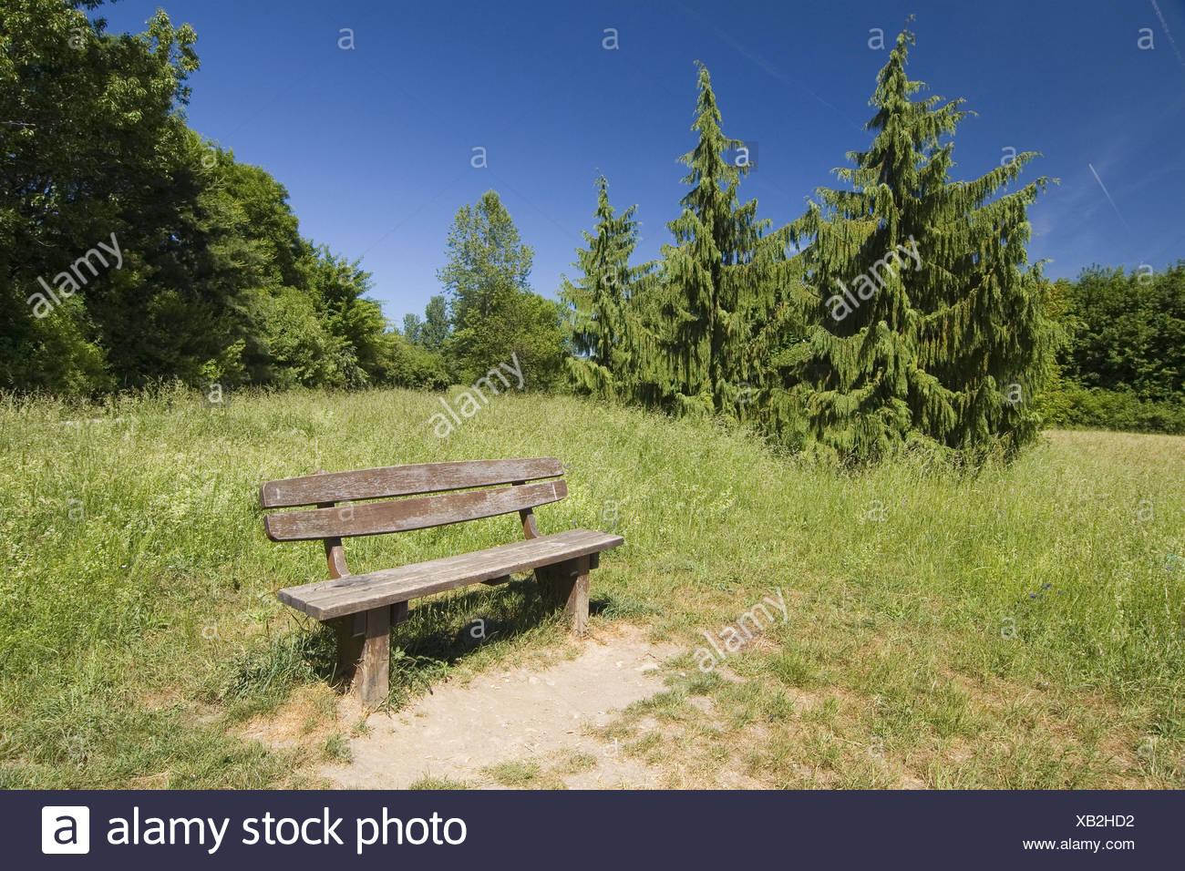 Weeping Yellow-cedar (Cupressus nootkatensis 'Pendula', Cupressus nootkatensis Pendula, Chamaecyparis nootkatensis 'Pendula', Chamaecyparis nootkatensis Pendula), at a wooden bench in a meadow, Germany, Hesse, Schwalbach am Taunus - Stock Image