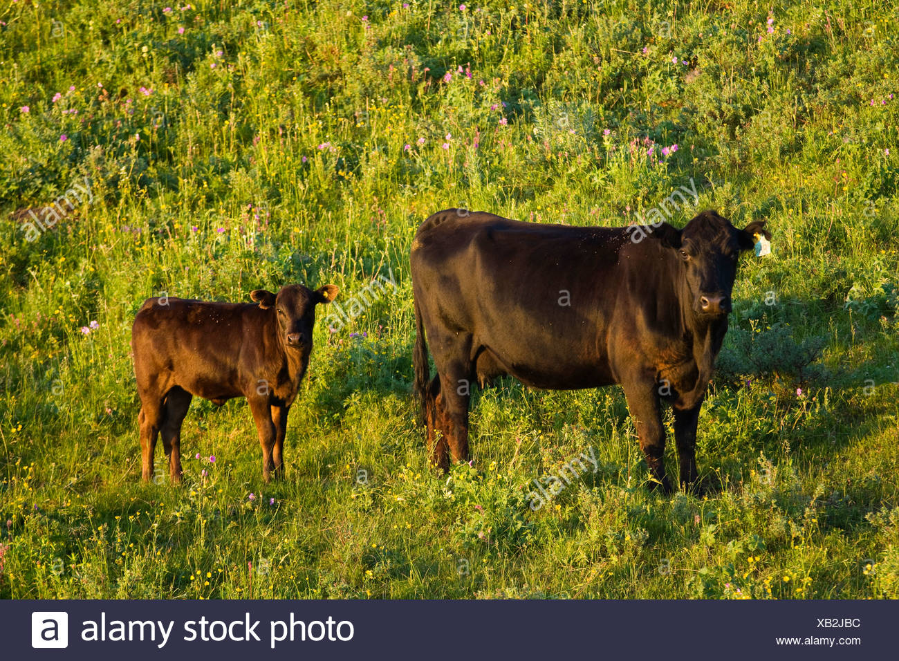 Black Angus Cattle Farm Stock Photos & Black Angus Cattle Farm Stock ...