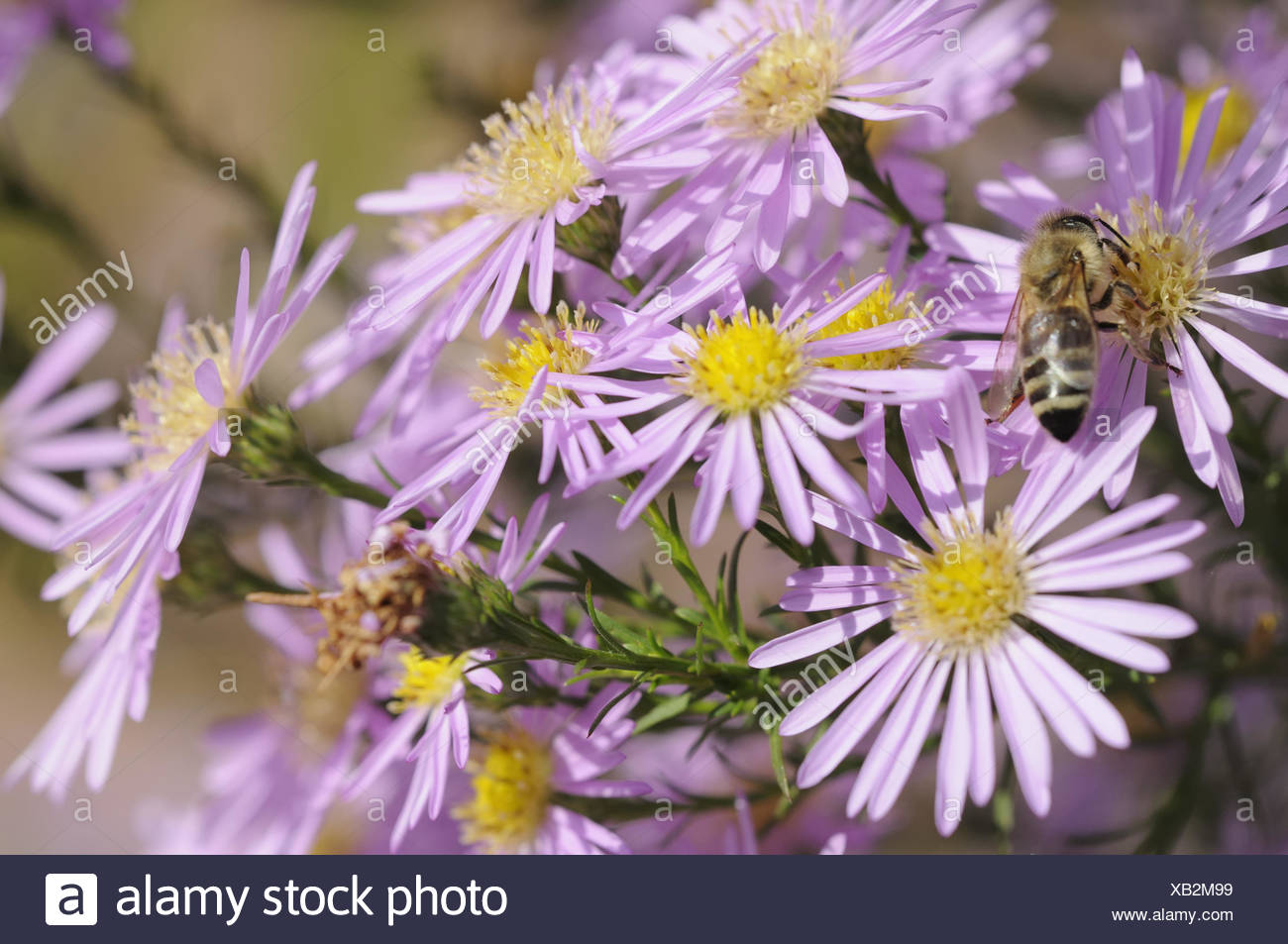 aster Stock Photo