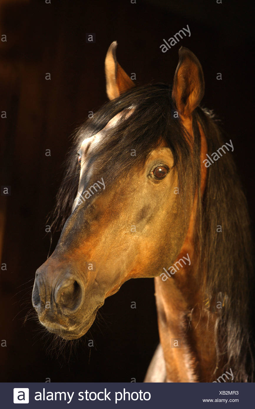 Pure Blooded High Resolution Stock Photography and Images Alamy