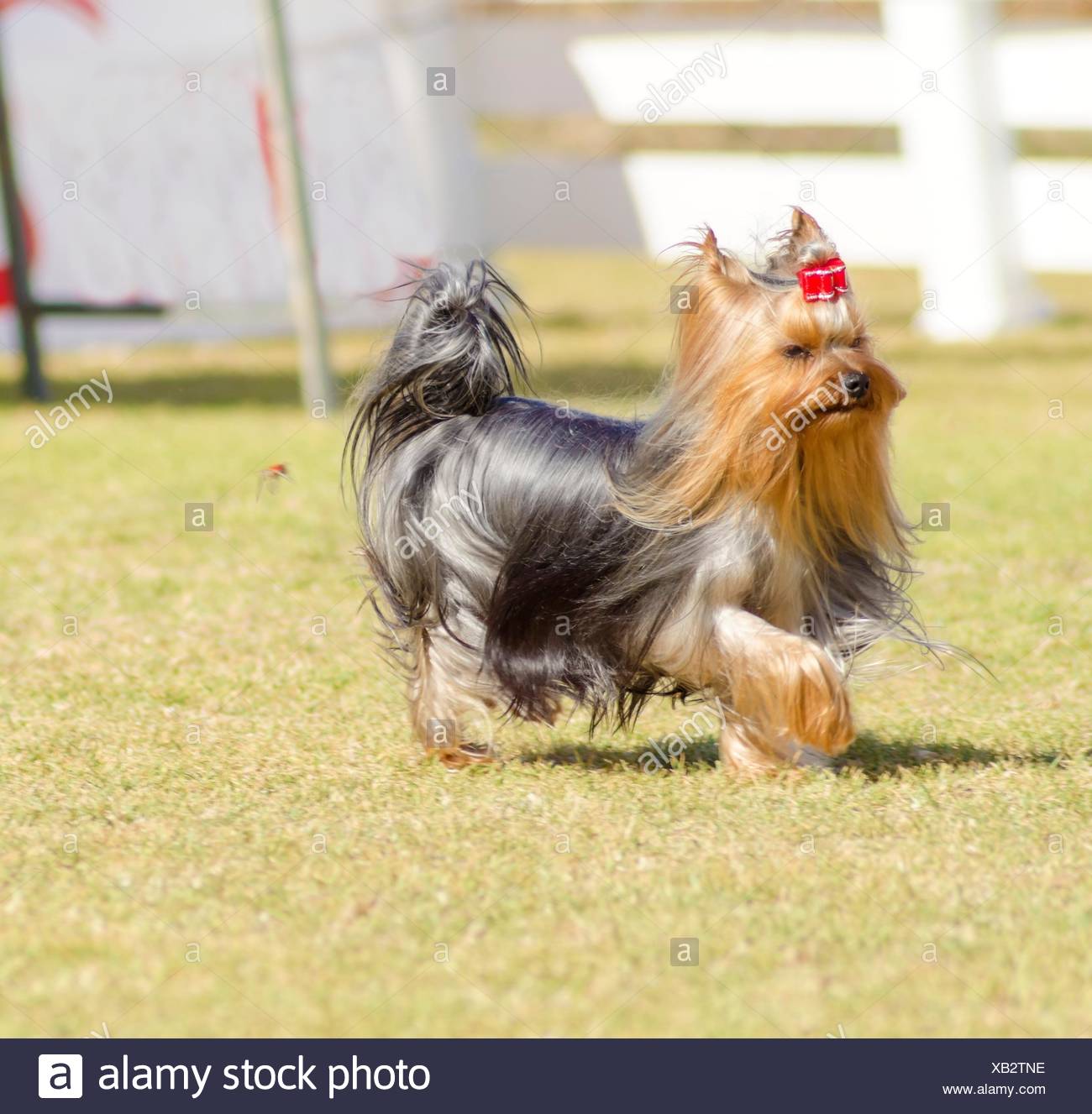 A Small Gray Black And Tan Yorkshire Terrier Dog Walking On The