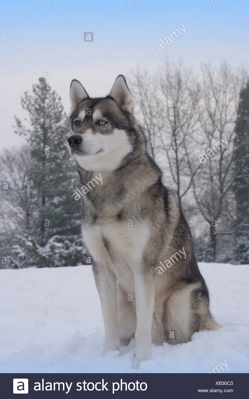 cane husky malamute